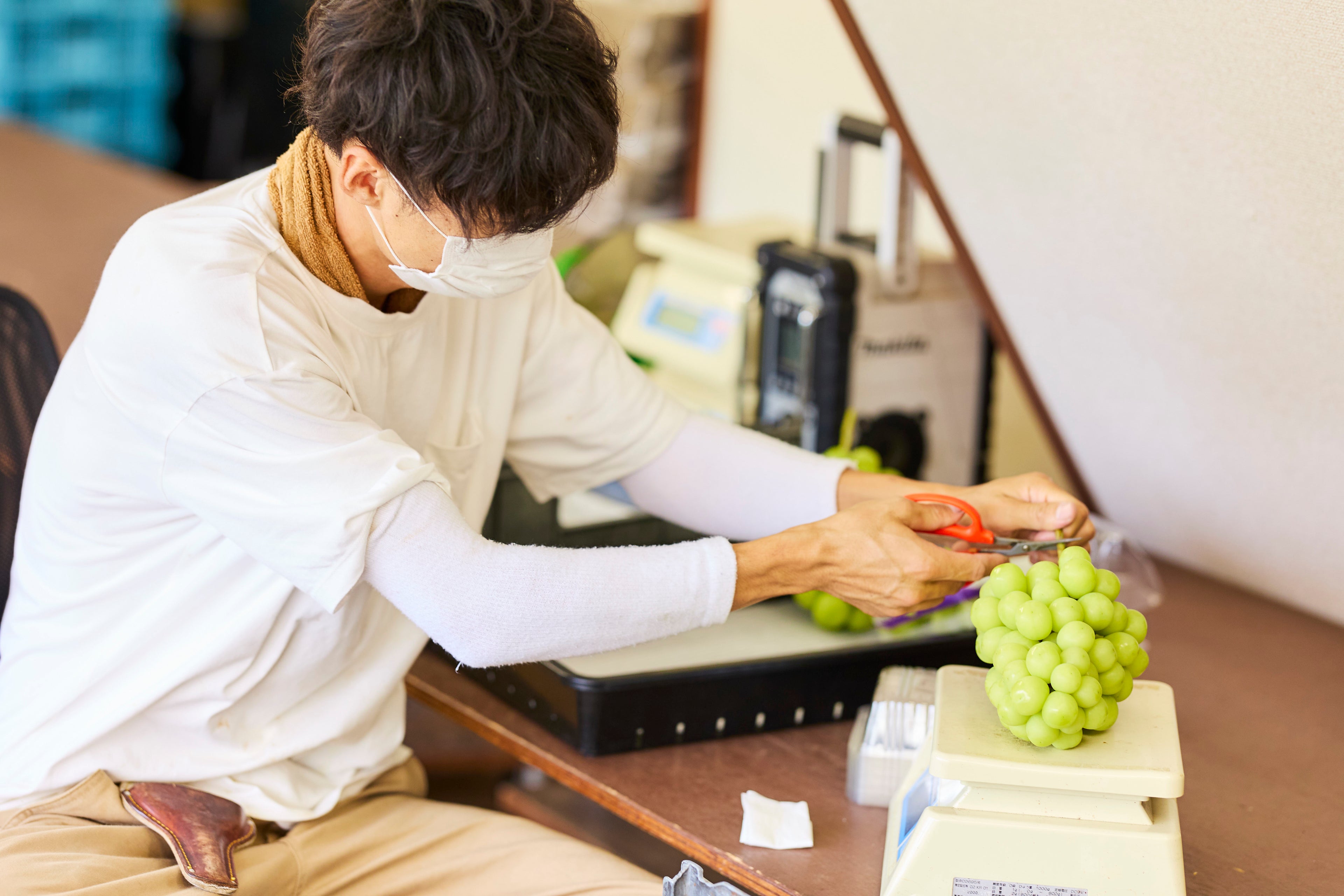 男性が収穫したマスカットの重さを測りながら、肢の部分をカットしている