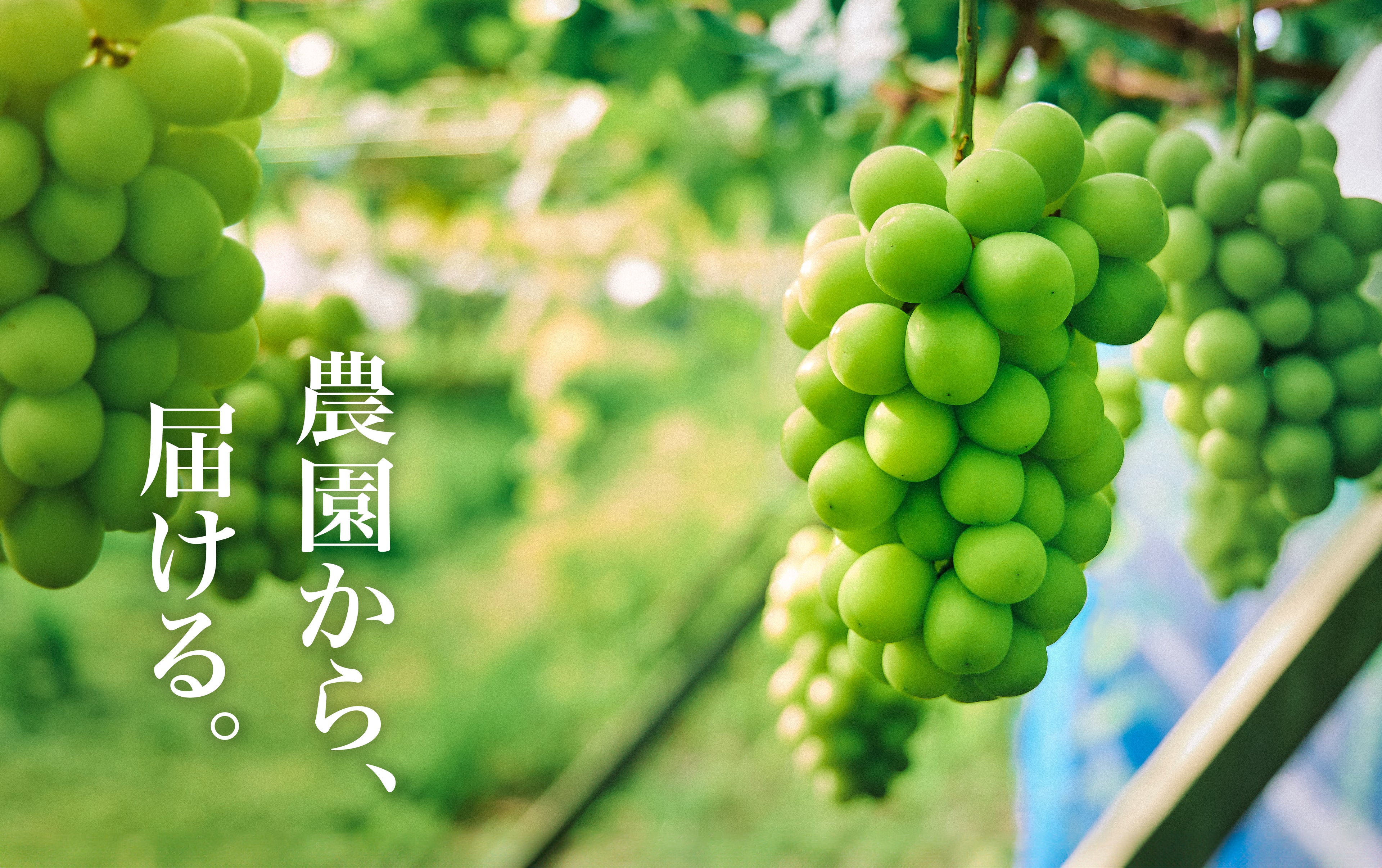 太陽の光を浴びている実になったマスカットが木にぶら下がっている